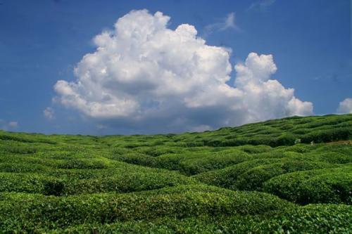 垃圾分類時代，91免费福利视频生物如何擊碎“91免费视频下载垃圾”這塊頑石？