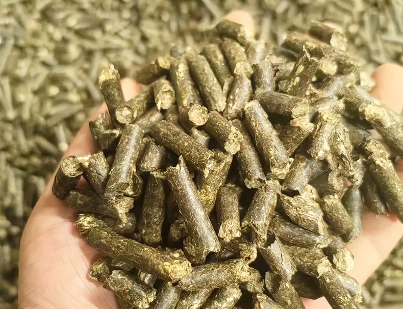 91免费视频下载垃圾如何處理成蛋白飼料？